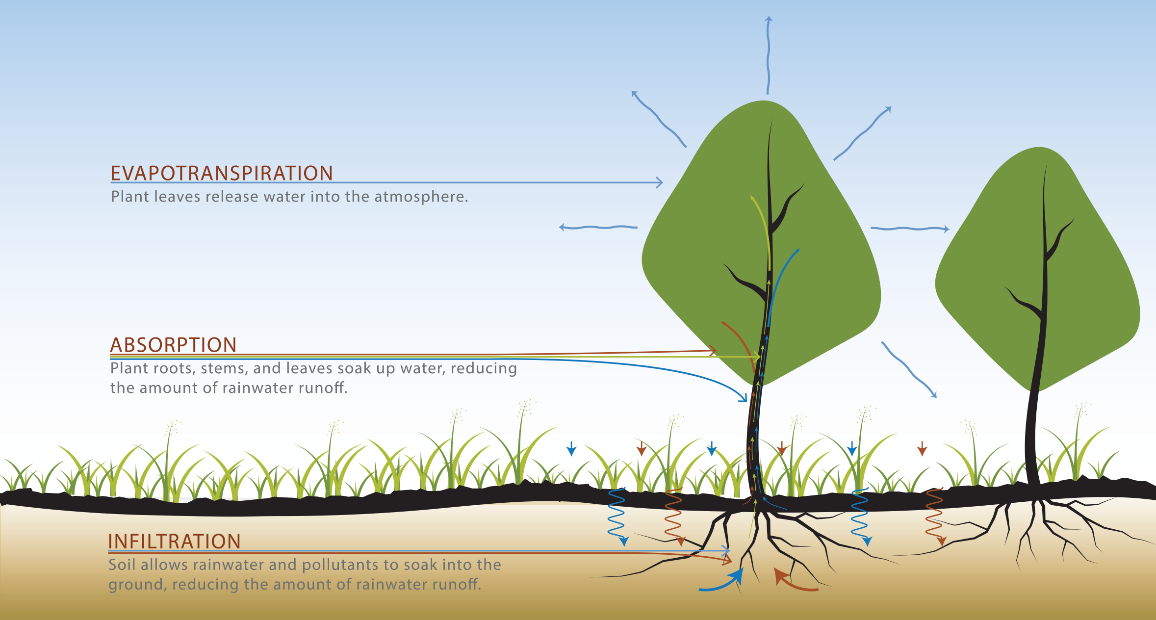 Graphic showing how plants help control and clean rainwater runoff and help <br/>create habitat.