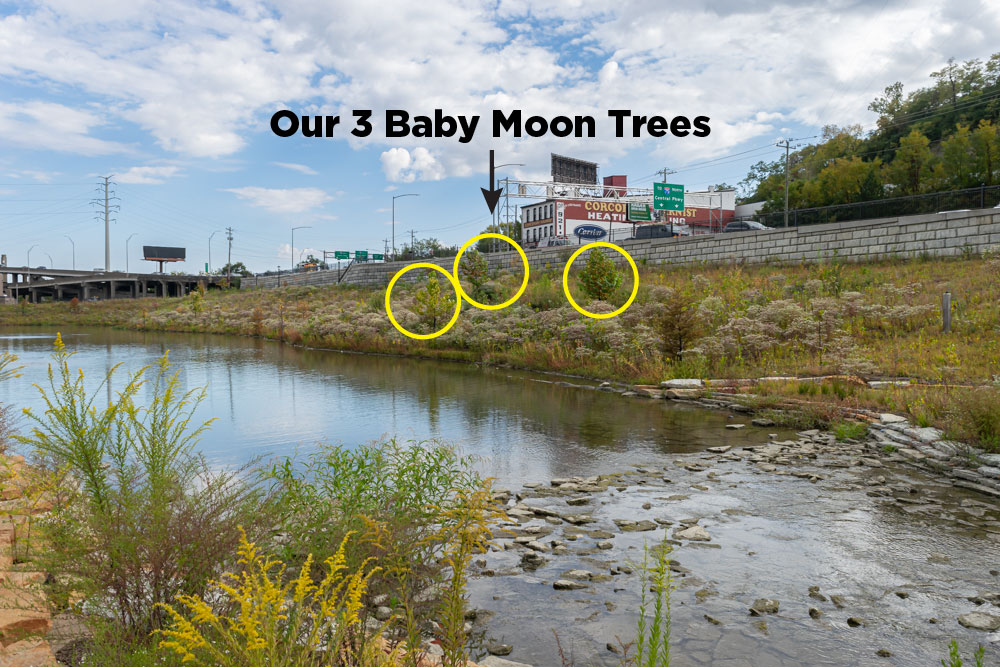 Three baby Sycamore moon trees (cloned from a 2nd generation moon tree) on the south side of the pond at the Lick Run Greenway, 2021