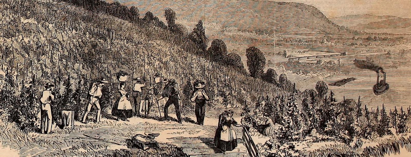 Photo of Longworth's Vineyards