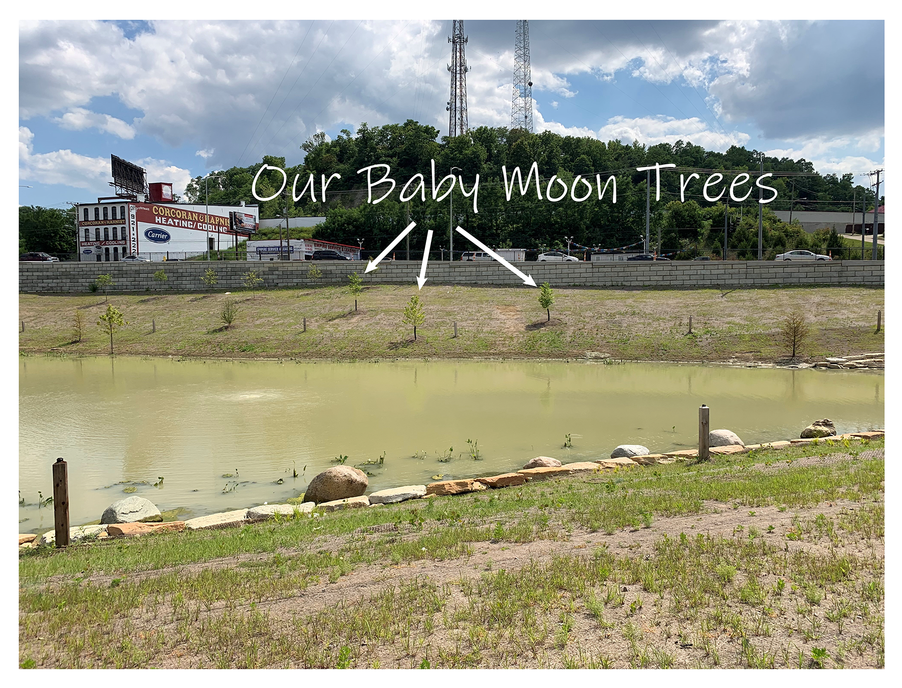 Photo of the pond