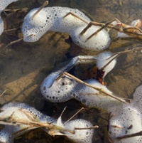 No Sewage Leak in Little Miami River